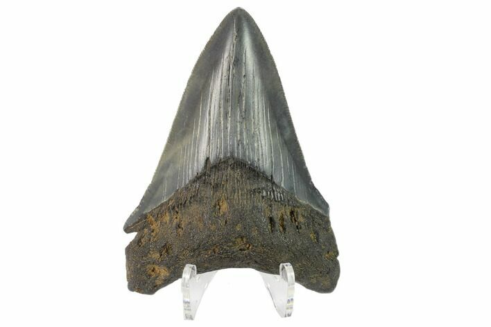 Fossil Megalodon Tooth - South Carolina #130781